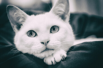 White cat chilling on the bed