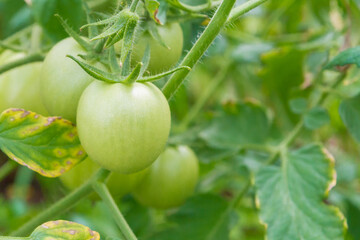 Wall Mural - Small green tomatoes ripen in the greenhouse in summer