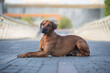 Portrait of a beautiful rhodesian ridgeback dog on the bridge.