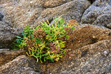 Fototapeta Dmuchawce - Pflanze an der Felsenküste von Quiberon in der Bretagne am Atlantik