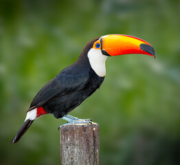 Wall Mural - Right profile of a toco toucan in the wilds of Pantanal