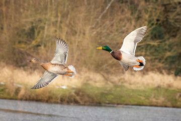 Wall Mural - male and female duck