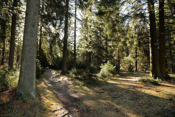Fototapeta footpath in the woods in tatra national park, poland