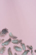 Quail Bird Vintage Postcard Free Stock Photo - Public Domain Pictures