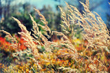 Fototapeta Góry - jesienne trawy