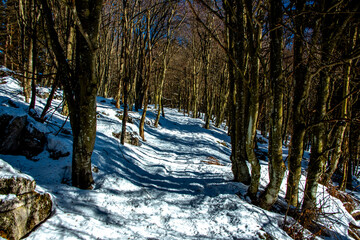 Wall Mural - snowy path in the woods