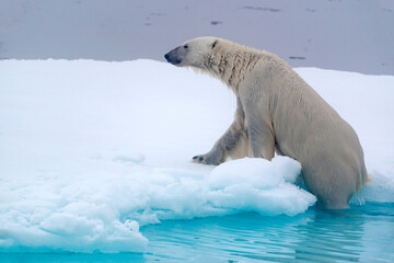 Wall Mural - North of Svalbard, pack ice. A polar bear emerges from the water onto the pack ice.