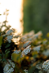 Wall Mural - Soft focus Close-Up of bouquet of white wildflowers on a bush on sunset copy space. Green Summer Grass Meadow With Bright Sunlight. Sunny Spring Background. nature, ecology, farming, wildlife concept