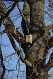 Fototapeta  - budki  lęgowe  na  drzewie  czekają  na  przylot  ptaków