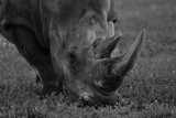 Fototapeta Zwierzęta - Eating Rhino