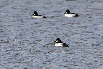 Sticker - The common goldeneye (Bucephala clangula). Sea ducks during migration on the river.