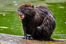 Eurasian Beaver (castor Fiber) Sitting On A Rock Near Water