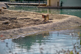 Fototapeta Pomosty - Hamadryas baboon  and monkeys walking near the small pond and looking for finding out something to eat and its reflection on pond.