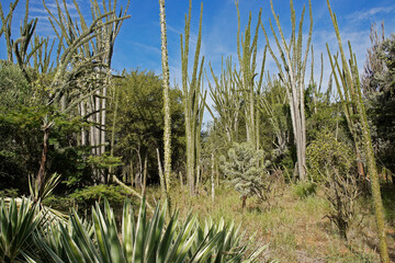 Spiny forest at Berenty Reserve, Madagascar