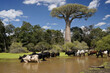 Zebus drinking at waterhole with baobab tree, Morondava, Madagascar