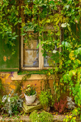 Wall Mural - Baltic States, Estonia, Tallinn. Tallinn Old Town, city windows with vine covered entrance to building.