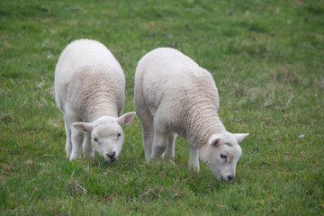 Wall Mural - Great Britain, Shetland, Fair Isle. Shetland sheep, twin lambs.