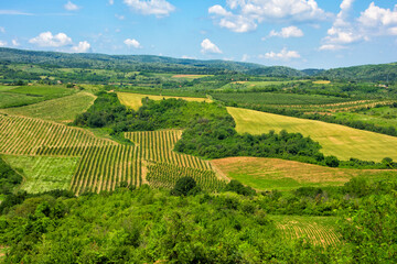 Wall Mural - Winery, Sremski Karlovci, Serbia