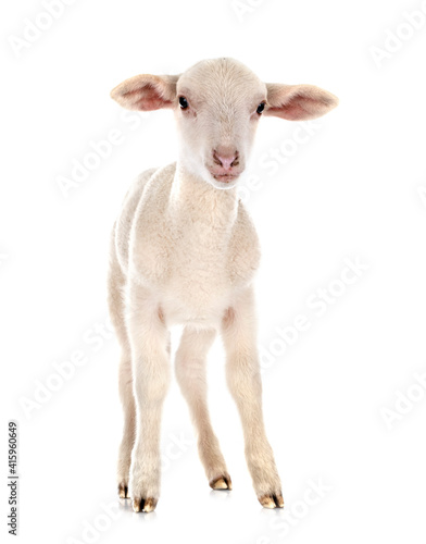 Obraz Dibond lamb in studio