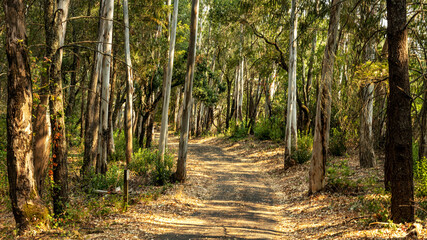 Fototapeta a landscape view of forest trails winding through tall eucalyptus trees.