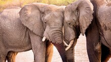Two Large African Elephants (Loxodonta Africana) Displaying Friendly And Affectionate Animal Behavior, As They Touch Faces While Standing In The Khwai River In Botswana.