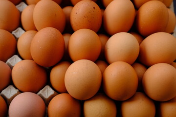 close up egg on wood table background