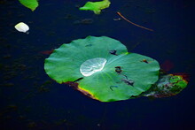 Lotus In The Water