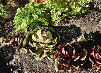 Wall Mural - garden lettuce 