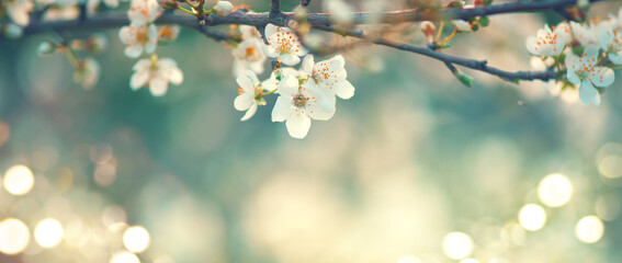 Fotomurales - Spring blossom background. Beautiful nature scene with blooming tree and sun flare. Sunny day. Spring flowers. Beautiful Orchard. Abstract blurred background. Cherry or sakura blossoms. Springtime. 