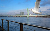 Fototapeta Pomosty - A seagull next to the river Rhine in Cologne, Germany
