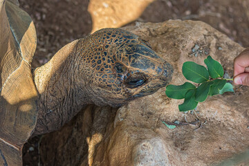 The girl feeds a large elephant tortoise (Chelonoidis elephantopus) with a branch with leaves. It's also known as C. nigra, Galapagos or giant tortoise complex. It's a Vulnerable species.