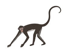 Walking Spider Monkey With Black And Gray Fur, Small Head, Long Thin Limbs And Tail. Wild Brazilian Animal. Colored Flat Vector Illustration Isolated On White Background