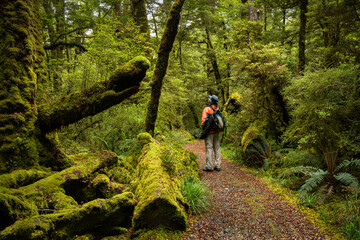 A man standing on the walkway and looking up at the moss covered red beech forest, at Lake Gunn Nature Walk, Fiordland National Park, New Zealand