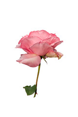 Sticker - Roses have been placed on a white background.