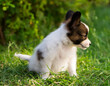 © Mallivan - puppy on the grass