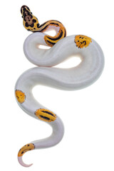 Leinwandbilder - Top view of young Piebald Ball Python aka Python Regius snake. Very high on white with button like yelow with black spots or dots. Isolated on a white background.