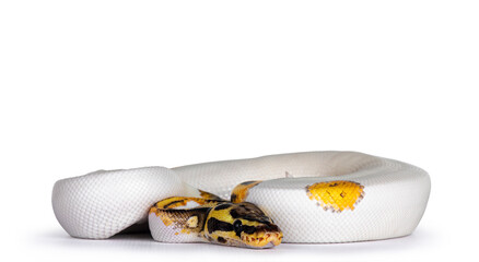 Leinwandbilder - Young Piebald Ball Python aka Python Regius snake. Very high on white with button like yelow with black spots or dots. Isolated on a white background.