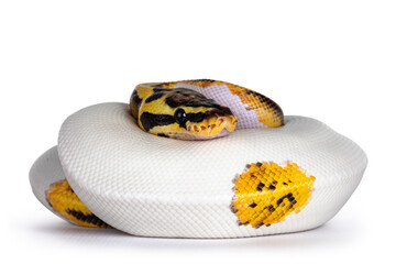 Leinwandbilder - Young Piebald Ball Python aka Python Regius snake. Very high on white with button like yelow with black spots or dots. Isolated on a white background.