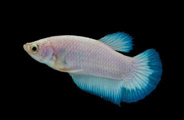 Wall Mural - Close up of colorful Betta fish. Beautiful Siamese fighting fish, Fancy Betta splendens blue rim isolated on black background.
