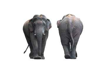 front and back of the male asian wild elephant isolated on white background