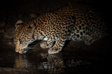 Fototapeta Zwierzęta - A young female leopard sen at night on a safari in South Africa