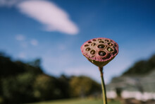 Lotus Seed Pod Close-up At Sky Background