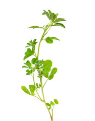 Wall Mural - Fenugreek or Trigonella foenum-graecum. Green plant. Isolated on white background