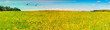 Panoramic view of blossoming dandelion field in spring time