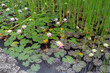 Nymphaea. Water lilies and cattails in the pond.