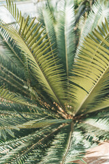 Naklejka na meble Sago palm in Queen Sirikit Botanical Garden