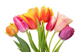 Fototapeta Tulipany - Tulip isolated on white background