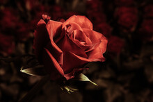 Brown Rose On A Background Of Blurred Bouquets Of Roses. Luxury Roses For A Gift. Greeting Card