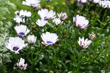 Wall Mural - Spanish marguerite dasies flowering in a garden