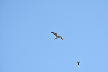 Wall Mural - seagull flies across the blue sky